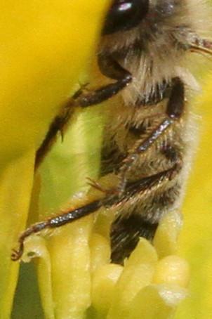 Andrena flavipes